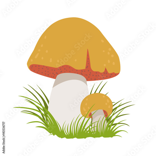 Boletus edulis, edible forest mushrooms. Colorful cartoon illustration