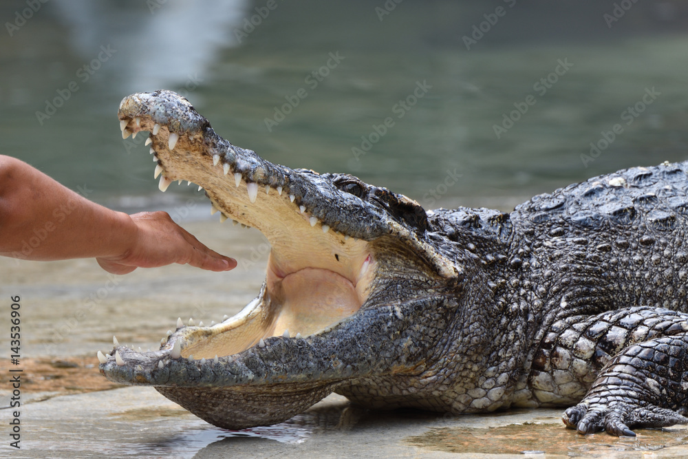 Obraz premium People are bringing in crocodile mouth.