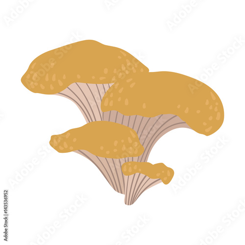 Chanterelle, edible forest mushrooms. Colorful cartoon illustration