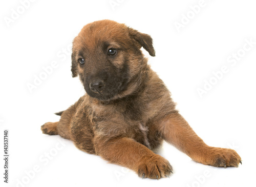 puppy belgian shepherd dog laekenois