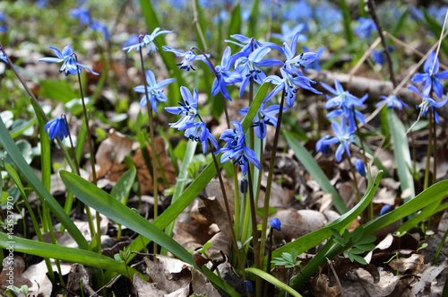 Blue spring primroses in the forest