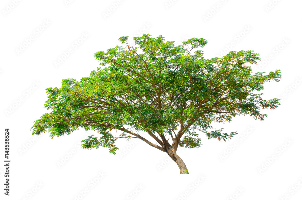 Isolated trees on white background , The collection of trees. Isolated trees on white background , The collection of trees.