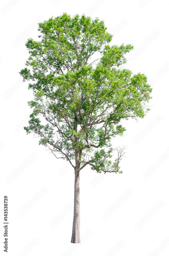 Fototapeta premium Isolated trees on white background , The collection of trees.