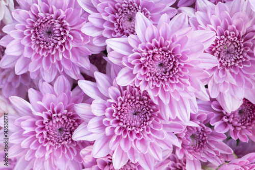 Beautiful pink chrysanthemum flowers background