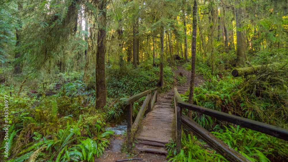 A path in the fairy green forest. The sun's rays fall through the branches. Redwood national and state parks. California, USA A path in the fairy green forest. The sun's rays fall through the branches. Redwood national and state parks. California, USA