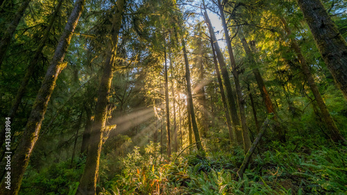 Fairy green forest. Large trees were overgrown with moss. The sun s rays fall through the leaves. Redwood national and state parks. California  USA