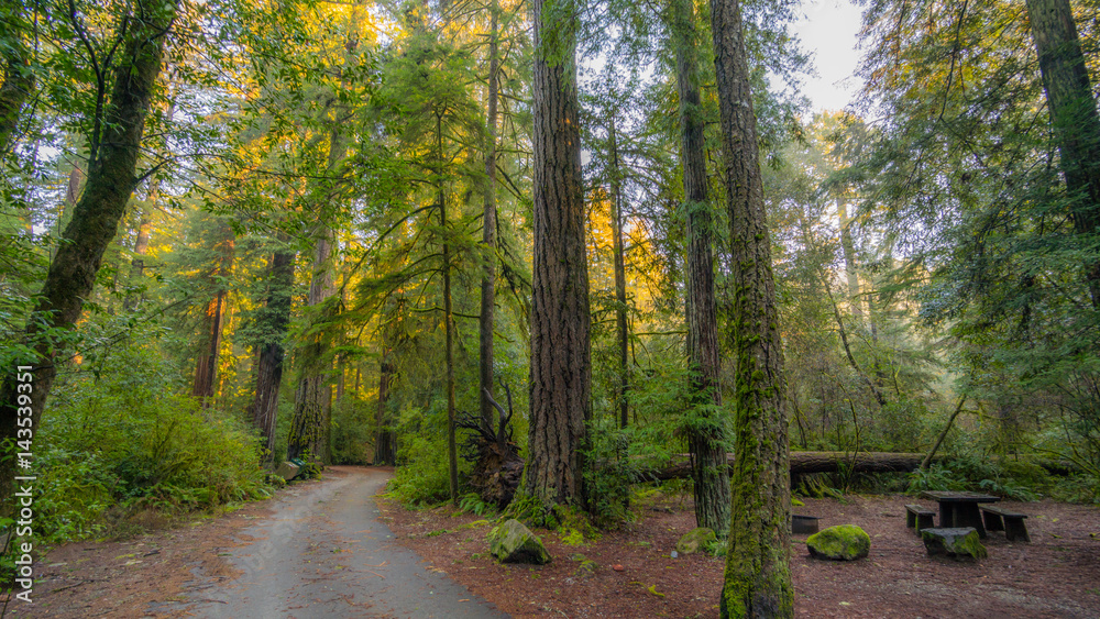 A path in the fairy green forest. The sun's rays fall through the branches. Redwood national and state parks. California, USA A path in the fairy green forest. The sun's rays fall through the branches. Redwood national and state parks. California, USA