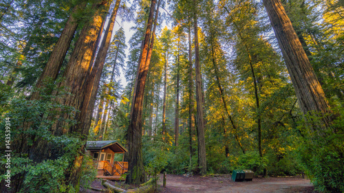 House in the fairy green forest. The sun's rays fall through the branches. Redwood national and state parks. California, USA