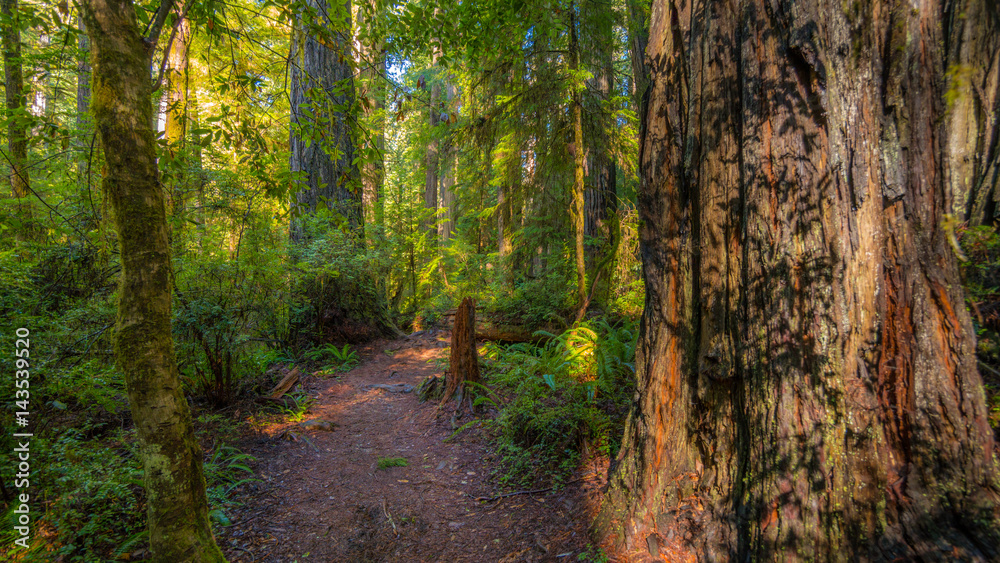 Obraz premium A path in the fairy green forest. The sun's rays fall through the branches. Redwood national and state parks. California, USA