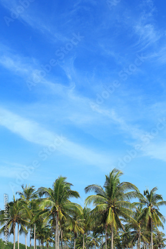 Coconut plantation in Thailand © foto76