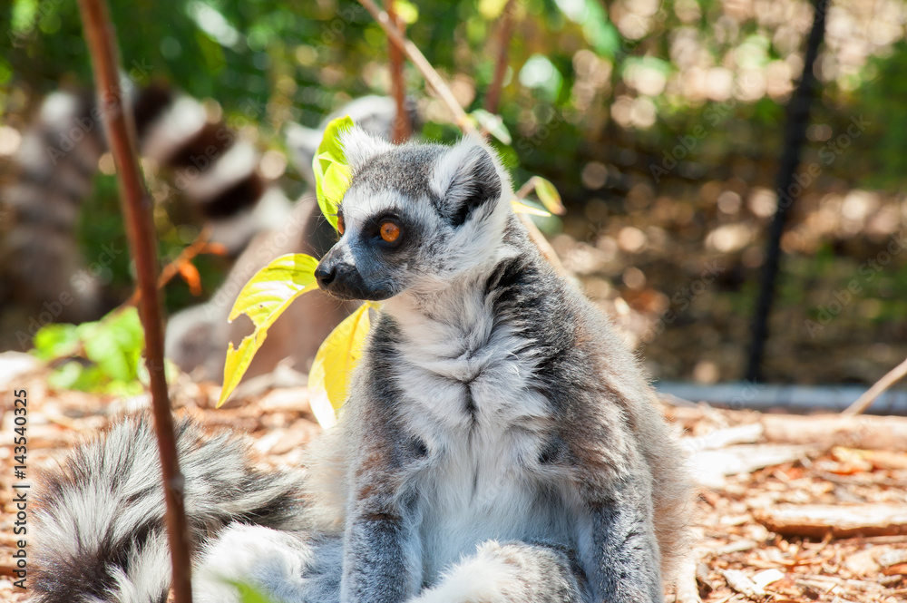 Fototapeta premium lemur