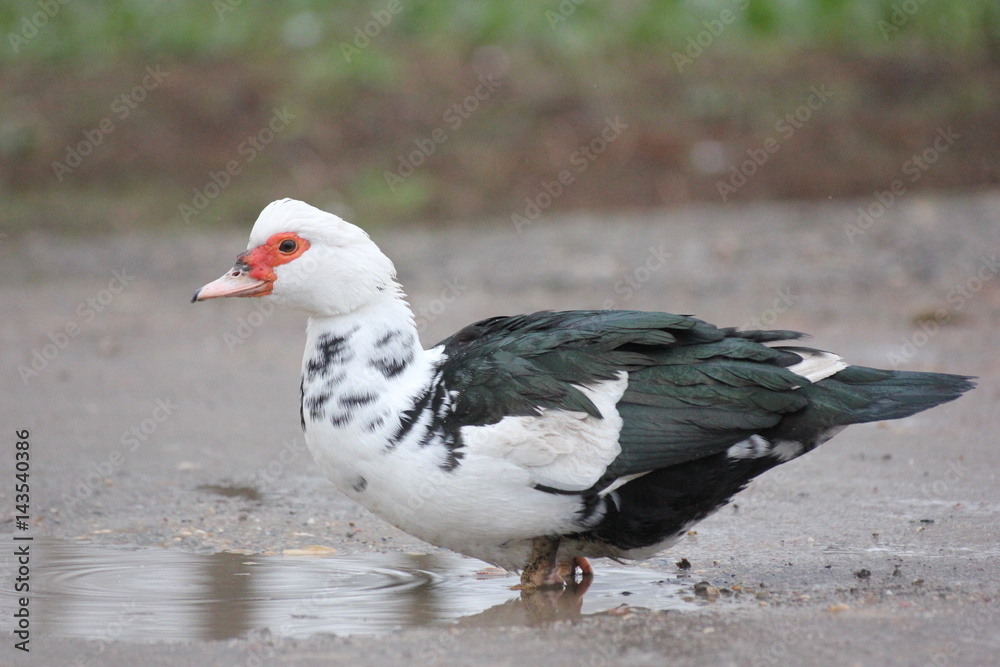 farmer duck on a walk after the rain a meadow pasture farmer duck on a walk after the rain a meadow pasture