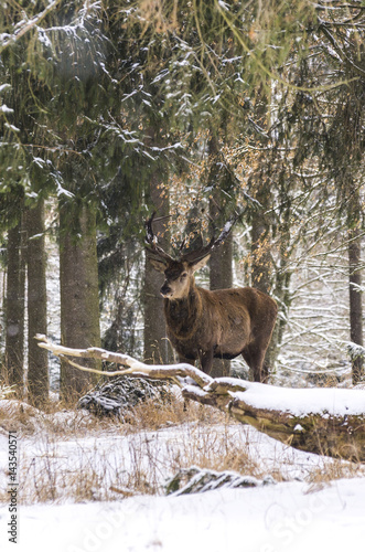 Male Red Deer