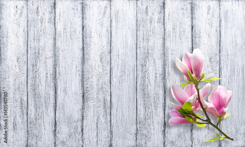 Pink magnolia flower on background of shabby wooden board
