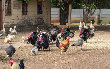 Farm yard birds in dusty enclosure