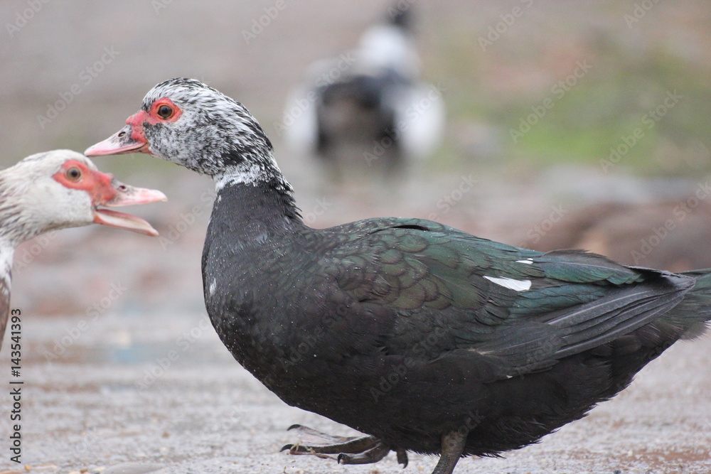 farmer duck on a walk after the rain a meadow pasture farmer duck on a walk after the rain a meadow pasture