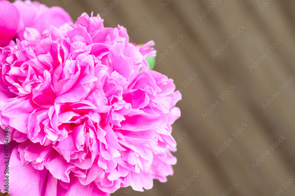 macro pink peony petals bud flower on wooden background, greeting card concept