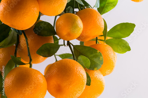 Fényképezés Citrofortunella microcarpa - Calamondin tree