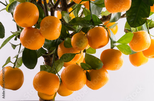 Tableau sur toile Citrofortunella microcarpa - Calamondin tree