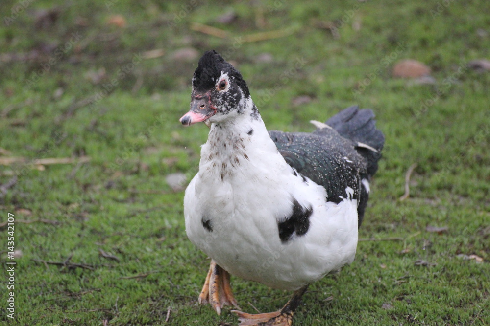 farmer duck on a walk after the rain a meadow pasture farmer duck on a walk after the rain a meadow pasture