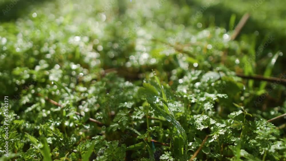 Smooth movement of camera close up on green grass with dew in meadow Smooth movement of camera close up on green grass with dew in meadow