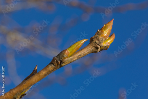 Fototapeta Naklejka Na Ścianę i Meble -  The first spring gentle leaves, buds and branches macro background. Isolated on white