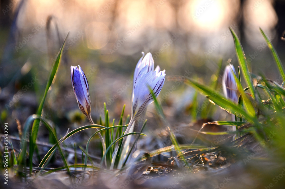Crocus at sunset in the forest in spring Crocus at sunset in the forest in spring