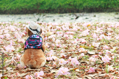 Fat dog wear pink flower shirt sit back in flower garden.
