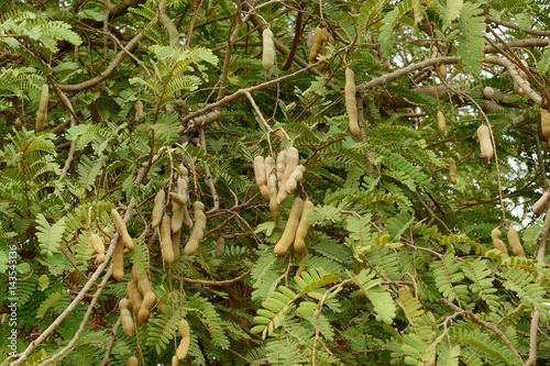 tamarind tree in the garden photo