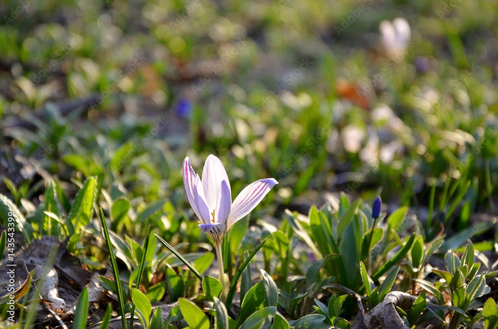 Fototapeta premium Lone crocus in spring grass