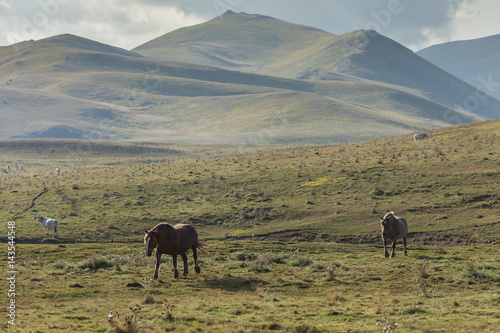 Two horses standing in a green prairie. Mountain background © nnerto