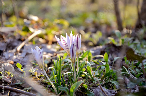 Three crocuses on a glade with green grass