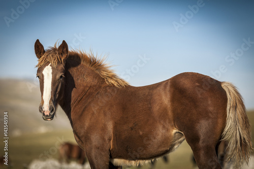 Brown horse profile portrait