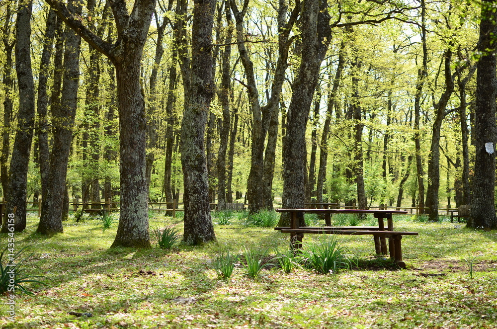 Area picnic bosco. 