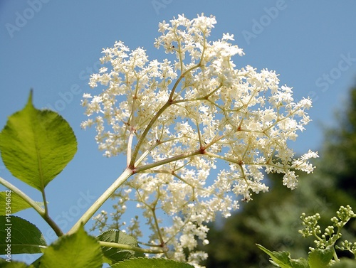 Holunderblüten photo