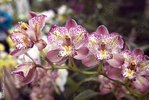  white pink Orchid flowers