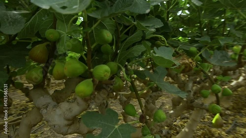 The gardens and plantations of fruit  in Israel  kibbutz . Steady shot
