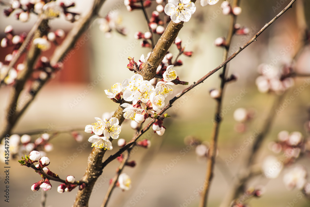Apricot or cherry blossom flower full bloom in blue sky spring season. Apricot or cherry blossom flower full bloom in blue sky spring season.