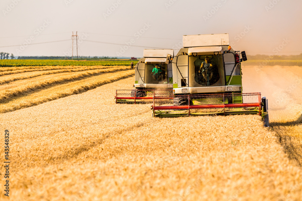 Fototapeta premium Combine harvester in action on wheat field. Harvesting is the process of gathering a ripe crop from the fields.