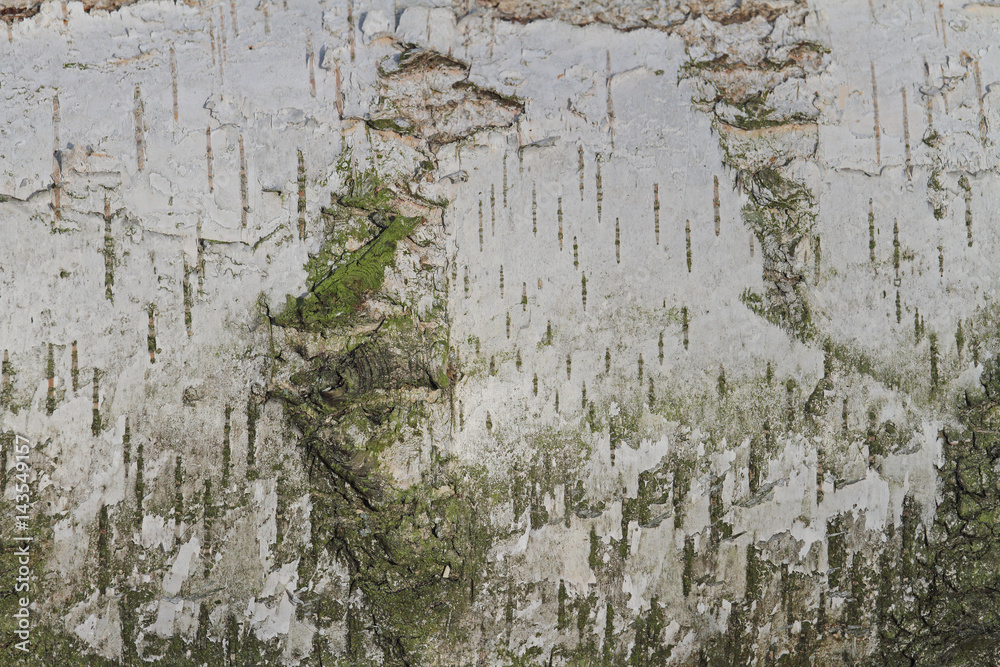 Obraz premium Birkenrinde