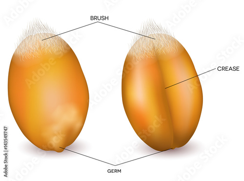 Wheat grain front and back photo