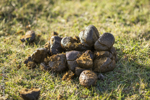 Horse Poop in a green filed