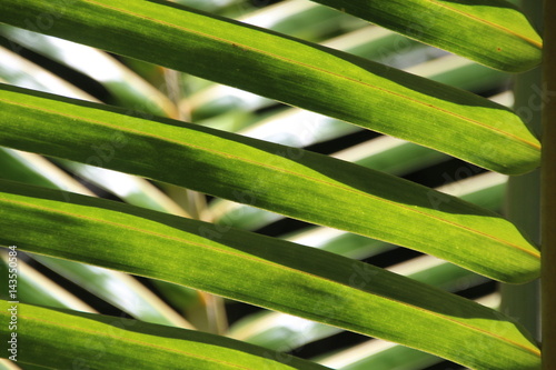 Close-up, Palm Leaves of Coconut Palm Tree at Beach Anse Lazio, Praslin Island, Seychelles, Indian Ocean, Africa 