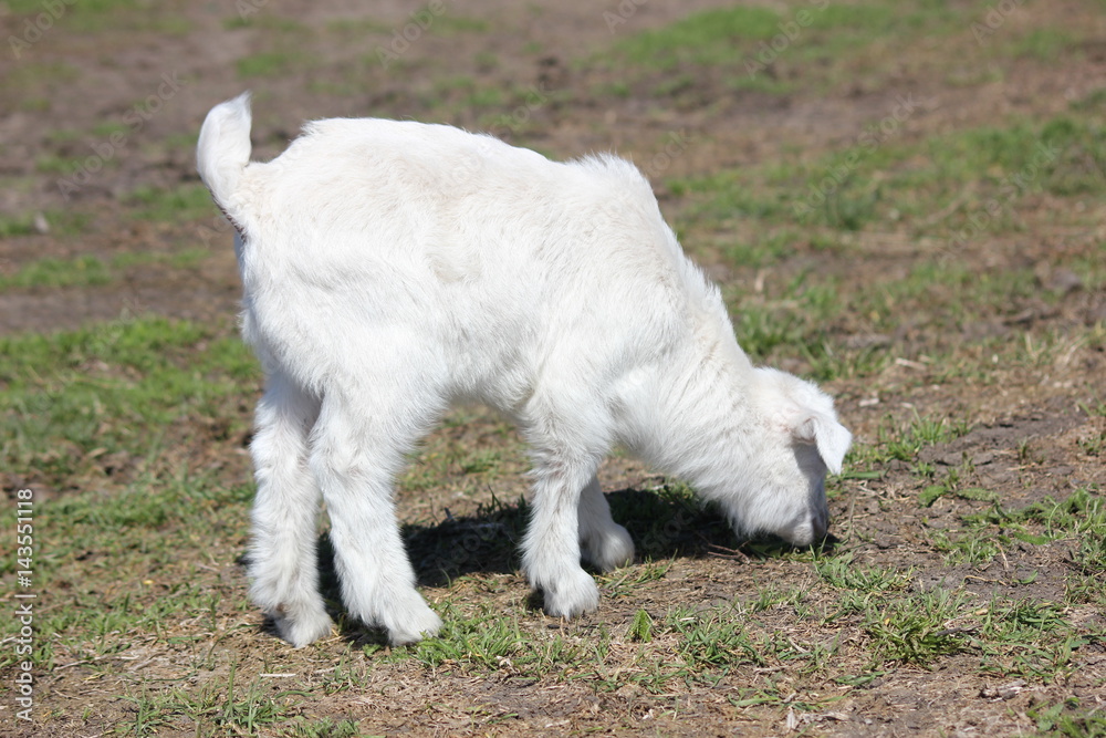white goat walking a green meadow pasture white goat walking a green meadow pasture