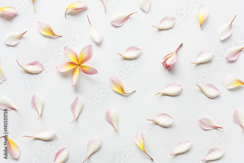 top view pattern of plumeria flowers laying on white background. Concept of love and spring. Flat lay.