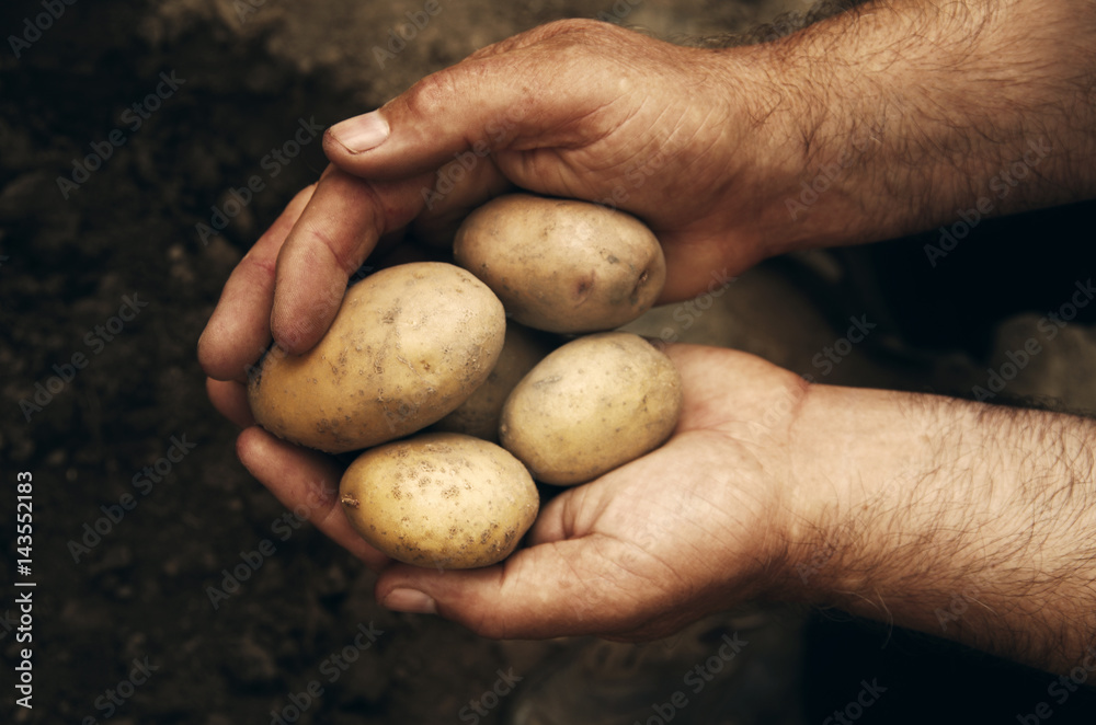 Hands holding fresh potatoes just dug out of the ground Hands holding fresh potatoes just dug out of the ground