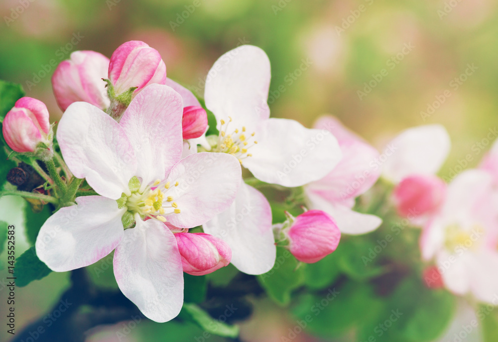 Fototapeta premium flowers