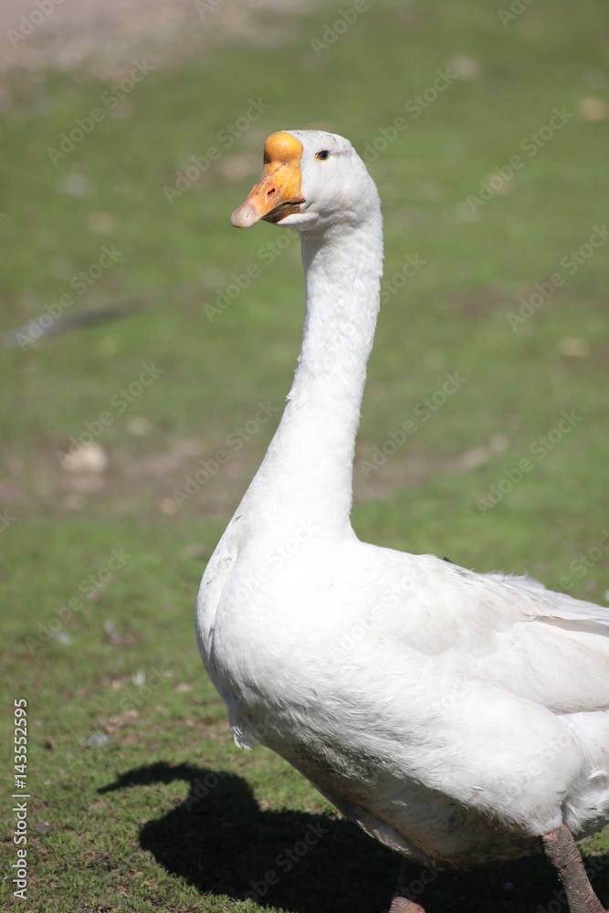 farm geese farm geese