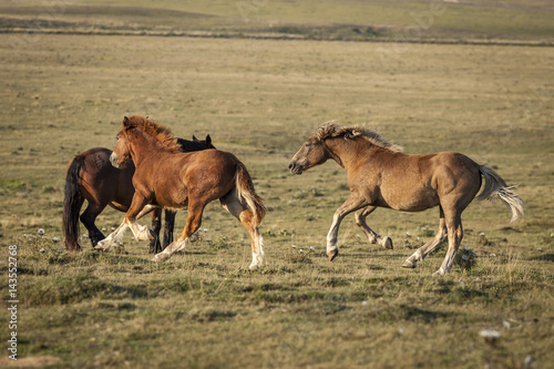 Two foals running freedom in a green field