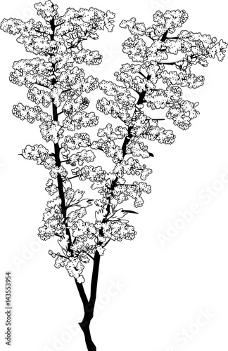  black sea-buckthorn sketch isolated on white